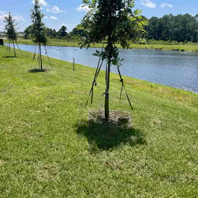 residential landscaping by Brothers Martinez reviewed on December 16, 2023