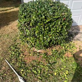 Bush Trimming by Enoe’s gardening and landscaping reviewed on August 19, 2025