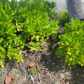 Bush Trimming by J.G.SupremeLandscaping LLC. reviewed on May 15, 2024