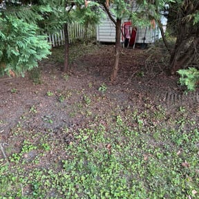 Leaf Removal by Flores Landscape Management reviewed on September 22, 2025