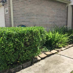 Bush Trimming by The Lawn Cypress reviewed on August 16, 2025