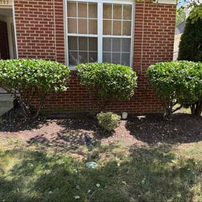 Bush Trimming by Grass Buddy reviewed on November 19, 2025