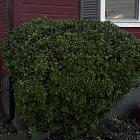 Bush Trimming by TENNESSEE SHARPEST LAWNS reviewed on August 16, 2021