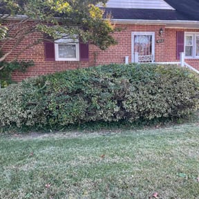 Bush Trimming by :) B.and.B :) reviewed on November 10, 2025