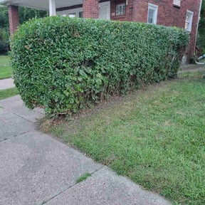 lawn care by Together United Services LLC reviewed on August 13, 2025