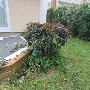 Bush Trimming by Landyns Lawncare reviewed on July 24, 2026