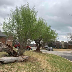 Bush Trimming by Danny lawn care reviewed on March 12, 2026