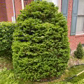 Bush Trimming by J & K Lawn Service reviewed on August 13, 2025