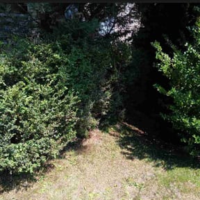 Bush Trimming by Wynstra Lawn Care LLC reviewed on August 15, 2025