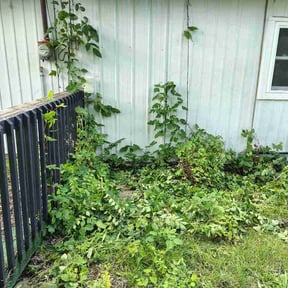 Bush Trimming by Selim Maintenance LLC reviewed on June 20, 2026