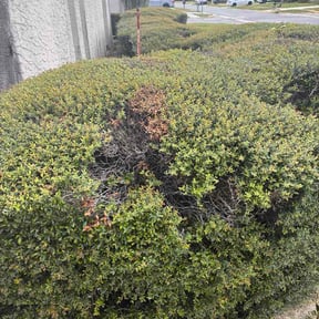 Bush Trimming by Chibule’s Snow Services reviewed on August 23, 2026