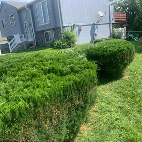 Bush Trimming by CNR LANDSCAPING reviewed on July 12, 2026