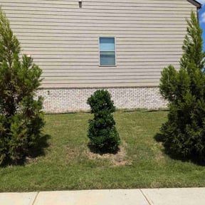 lawn care services by GreenValleyCareFL reviewed on December 12, 2023