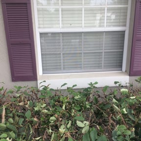 Bush Trimming by MTD Lawncare & Maintenance reviewed on August 16, 2025