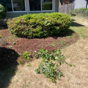 Bush Trimming by Acheys landscaping LLC reviewed on July 26, 2026