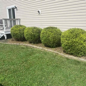 Bush Trimming by The Williams reviewed on May 17, 2022