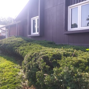 Bush Trimming by Labor Plus Services reviewed on August 13, 2025