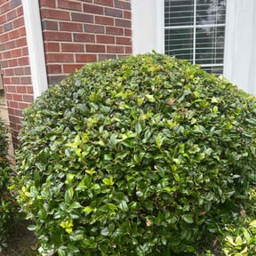 Bush Trimming by 3B Landscaping. reviewed on October 23, 2025