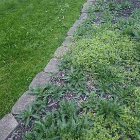 Flower Bed Weeding by Migo Luxury Garden reviewed on May 2, 2026