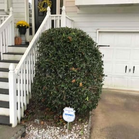 Bush Trimming by MVP Lawn &amp; Landscaping reviewed on November 24, 2025