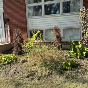 Bush Trimming by Phillip Landscape reviewed on August 20, 2025