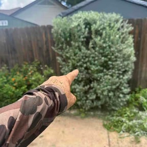 Bush Trimming by Thomas's lawn care reviewed on June 12, 2026