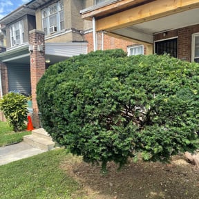 Bush Trimming by BiG Lawn Service reviewed on August 15, 2025
