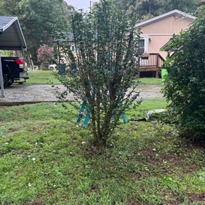 Bush Trimming by EZ Improvements reviewed on July 15, 2026