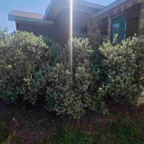 Bush Trimming by Zad's Lawn Worx reviewed on August 3, 2026