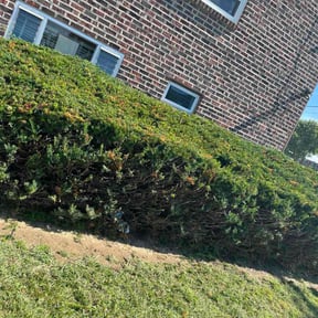 Bush Trimming by Brooks Building Services LLC reviewed on August 6, 2025