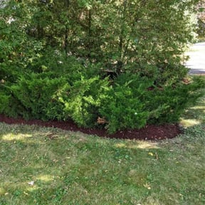 Mulching by That guy Joe's landscape reviewed on February 19, 2026