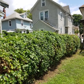 Bush Trimming by Guilexx Elite Landscape Maintenance LLC reviewed on August 18, 2025