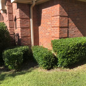 Bush Trimming by 66landscaping.com reviewed on August 15, 2025