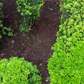 Flower Bed Weeding by CahilSama LLC reviewed on August 15, 2025
