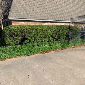 Bush Trimming by Immaculate rehab services LLC reviewed on August 19, 2025