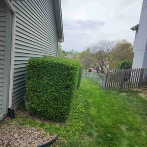 Bush Trimming by Zink Services reviewed on August 20, 2025