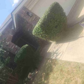 Bush Trimming by MOW AND MAINTENANCE reviewed on August 5, 2026