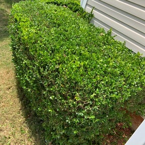 Bush Trimming by José Peraza All House Service reviewed on April 25, 2024