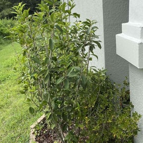 Bush Trimming by Showplace Lawns reviewed on August 15, 2025