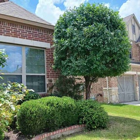 Bush Trimming by R&amp;C Lawn Co. reviewed on May 30, 2026