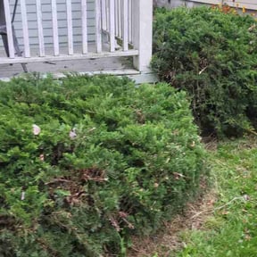 Bush Trimming by Enclave Landscape Management reviewed on April 28, 2024