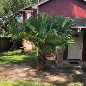 Bush Trimming by electric landscaping llc reviewed on August 18, 2025