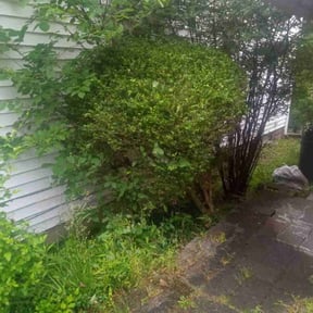 Bush Trimming by Mighty Mike lawn care and pressure washing reviewed on August 18, 2025