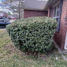 Bush Trimming by Cameron&#039;s Lawn and Landscape reviewed on November 23, 2025