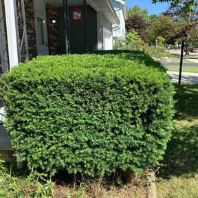 Bush Trimming by Ben's. Pro.Lawn Care Services/Mowing Down The Competition. reviewed on August 21, 2025