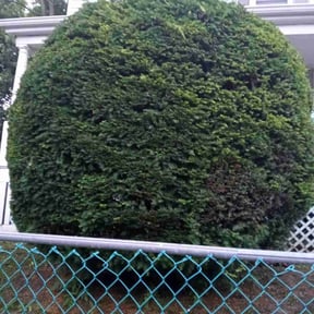 Bush Trimming by Quarter Mile Cuts llc reviewed on September 16, 2026