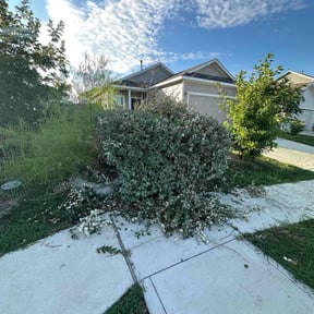 Bush Trimming by Lawn Impression reviewed on October 23, 2025