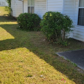 Bush Trimming by Norman Boys Lawn Care reviewed on August 21, 2025