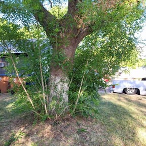 Bush Trimming by Clover construction LLC reviewed on August 21, 2025