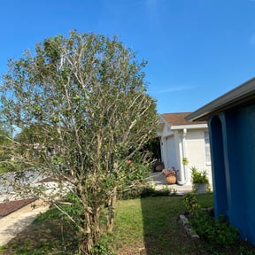 Bush Trimming by Landmark Landscaping reviewed on August 17, 2025